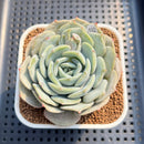Echeveria 'Snow Shower' 3" Succulent Plant Cutting