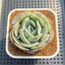Echeveria 'Snow Shower' 3" Succulent Plant Cutting
