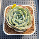 Echeveria 'Snow Shower' 3" Succulent Plant Cutting