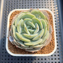 Echeveria 'Snow Shower' 3" Succulent Plant Cutting