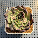 Echeveria 'Sarabony' 2" Succulent Plant Cutting