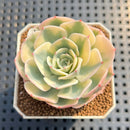 Echeveria 'Compton Carousel' AKA Echeveria 'Lenore Dean'Succulent Plant Cutting