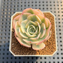 Echeveria 'Compton Carousel' AKA Echeveria 'Lenore Dean'Succulent Plant Cutting