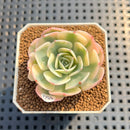Echeveria 'Compton Carousel' AKA Echeveria 'Lenore Dean'Succulent Plant Cutting