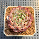 Echeveria 'Harvest' 2" Succulent Plant Cutting