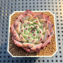 Echeveria 'Harvest' 2" Succulent Plant Cutting