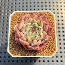 Echeveria 'Harvest' 2" Succulent Plant Cutting