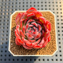 Echeveria 'Angela' 2" Succulent Plant Cutting
