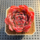 Echeveria 'Angela' 2" Succulent Plant Cutting