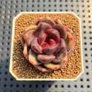 Echeveria 'Purple Water Lily' 2" Succulent Plant Cutting
