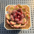 Echeveria 'Purple Water Lily' 2" Succulent Plant Cutting