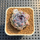 Echeveria 'Suzy' 1" New Hybrid Succulent Plant Cutting