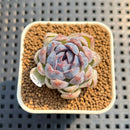 Echeveria 'Suzy' 1" New Hybrid Succulent Plant Cutting