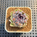 Echeveria 'Suzy' 1" New Hybrid Succulent Plant Cutting