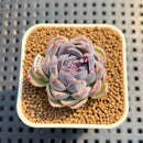 Echeveria 'Suzy' 1" New Hybrid Succulent Plant Cutting