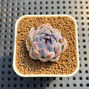 Echeveria 'Suzy' 1" New Hybrid Succulent Plant Cutting