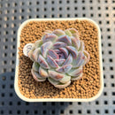 Echeveria 'Suzy' 1" New Hybrid Succulent Plant Cutting
