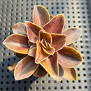 Echeveria 'Black Rose' Variegated 1"-2” Succulent Plant