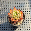 Echeveria 'Sarabony' 1"-2" Succulent Plant