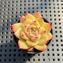 Echeveria sp. 2" Succulent Plant