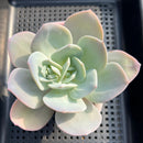 Echeveria 'Hakuhou' 4" Large Succulent Plant