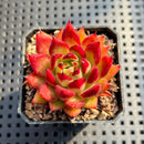 Echeveria Agavoides 'Fillite' 2" Succulent Plant