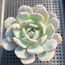 Echeveria 'Orange Monroe' 2"-3" Succulent Plant