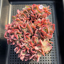 Echeveria 'Luella' Crested 4" Succulent Plant