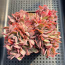 Echeveria 'Luella' Crested 4" Succulent Plant
