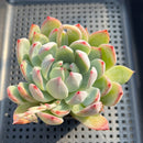 Echeveria Colorata Hybrid 3" Succulent Plant