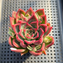 Echeveria 'Bradley' 3" Succulent Plant