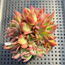 Echeveria 'Bradley' 3" Succulent Plant