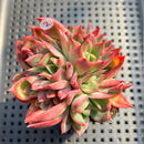 Echeveria 'Bradley' 3" Succulent Plant