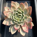 Echeveria 'Pink Champaign' Variegated 5"-6" Large Succulent Plant