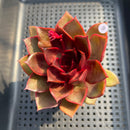 Echeveria 'Red Light' 3" Succulent Plant