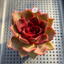 Echeveria 'Red Light' 3" Succulent Plant