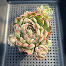 Echeveria 'Minky' 2"-3" Succulent Plant