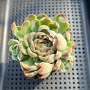 Echeveria 'Minky' 2"-3" Succulent Plant