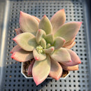 Graptoveria 'Ruby Donna' 2"-3" Succulent Plant