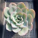 Echeveria 'Brinks Blue' 4" Large Succulent Plant