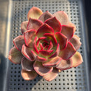 Echeveria 'Homage' 3"-4" Succulent Plant