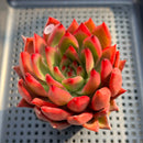 Echeveria Agavoides 'Frank Reinelt' 3" Succulent Plant