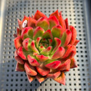 Echeveria Agavoides 'Frank Reinelt' 3" Succulent Plant