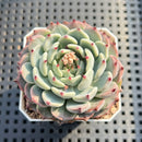 Echeveria 'Black Nail' 2" Succulent Plant
