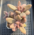 Pachysedum 'Ganzhou' 3"-4" Succulent Plant