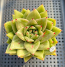 Echeveria Agavoides 'Wrinkle Maria' 3" Succulent Plant