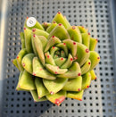Echeveria Agavoides 'Wrinkle Maria' 3" Succulent Plant