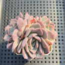 Echeveria 'Pumpkin' 2"-3" Succulent Plant