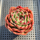 Echeveria Agavoides 'Garcia' 3"-4" Succulent Plant