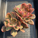 Echeveria 'Painted Frills' 3"-4" (E. shaviana 'Pink Frills' x E. nodulosa) Succulent Plant